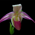 Phragmipedium_Young3.jpg