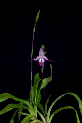 Phragmipedium Calurum