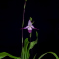 Phragmipedium Calurum