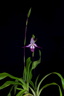 Phragmipedium Calurum