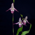 Phragmipedium Calurum