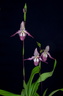 Phragmipedium Calurum