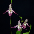 Phragmipedium Calurum