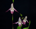 Phragmipedium Calurum