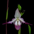 Phragmipedium Calurum