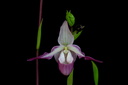 Phragmipedium Calurum