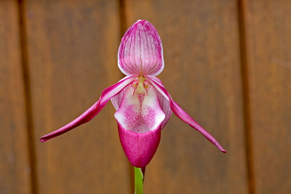 Phragmipedium hybride