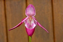 Phragmipedium hybride