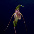 Paphiopedilum adductum