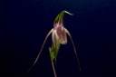 Paphiopedilum adductum