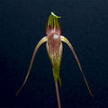 Paphiopedilum adductum