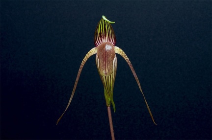 Paphiopedilum adductum