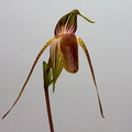 Paphiopedilum adductum