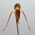 Paphiopedilum adductum