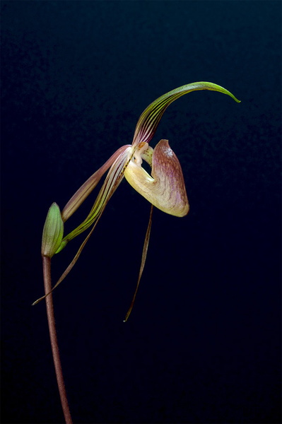 Paphiopedilum adductum Asher Paphiopedilum_adductum5.jpg