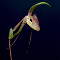 Paphiopedilum adductum