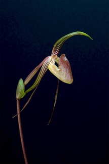 Paphiopedilum adductum