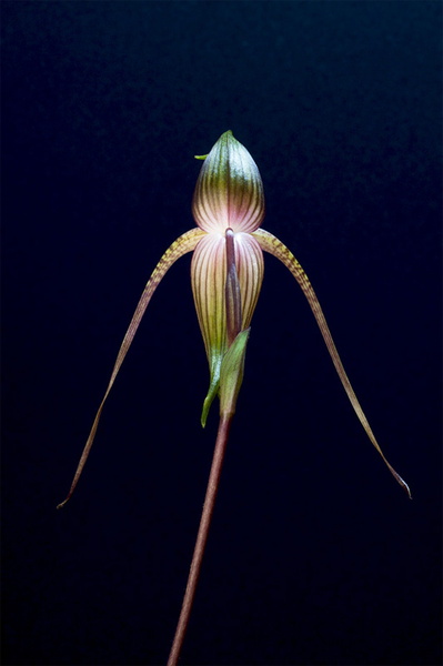 Paphiopedilum_adductum6.jpg