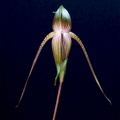 Paphiopedilum adductum