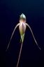 Paphiopedilum adductum