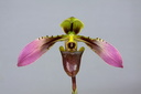 Paphiopedilum bullenianum var. bullenianum