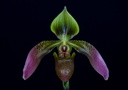 Paphiopedilum appletonianum var. cerveranum