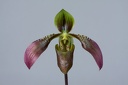 Paphiopedilum appletonianum var. cerveranum