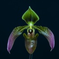 Paphiopedilum appletonianum var. cerveranum