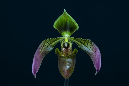 Paphiopedilum appletonianum var. cerveranum