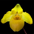 Paphiopedilum armeniacum