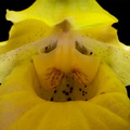 Paphiopedilum armeniacum