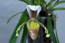 Paphiopedilum vejvarutianum