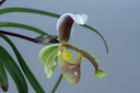 Paphiopedilum vejvarutianum