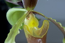 Paphiopedilum vejvarutianum