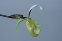 Paphiopedilum vejvarutianum