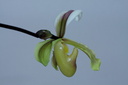 Paphiopedilum vejvarutianum