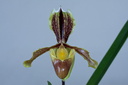 Paphiopedilum barbigerum var. sulivongii