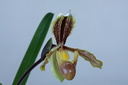 Paphiopedilum barbigerum var. sulivongii