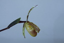 Paphiopedilum barbigerum var. sulivongii