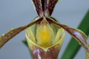 Paphiopedilum barbigerum var. sulivongii