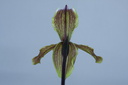 Paphiopedilum barbigerum var. sulivongii