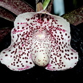 Paphiopedilum bellatulum