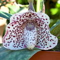 Paphiopedilum bellatulum