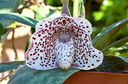 Paphiopedilum bellatulum