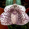 Paphiopedilum_bellatulum3.jpg