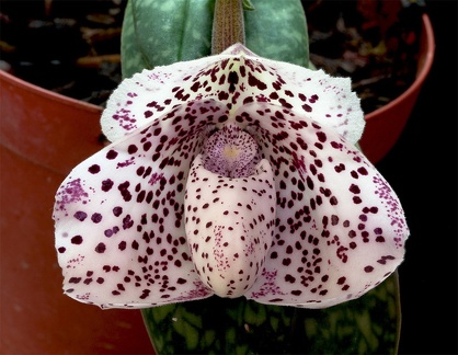 Paphiopedilum bellatulum