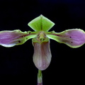 Paphiopedilum bullenianum var. celebesense