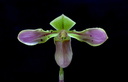 Paphiopedilum bullenianum var. celebesense