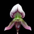 Paphiopedilum callosum