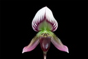 Paphiopedilum callosum